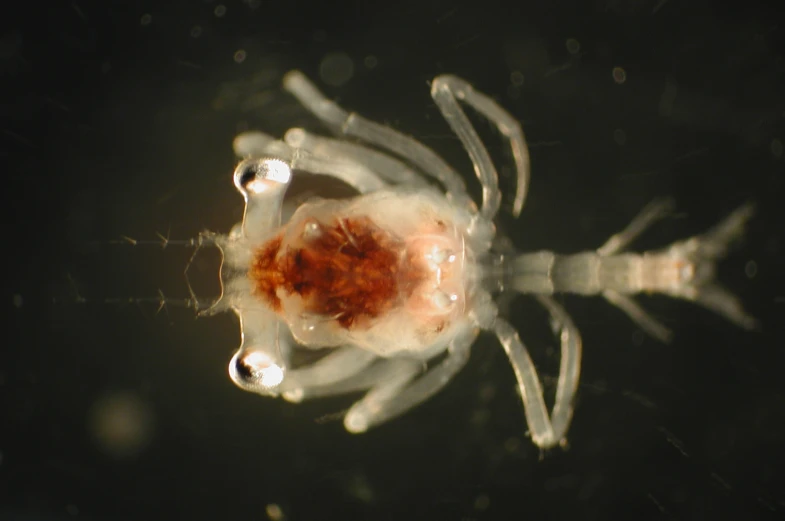 a white spider with an orange and black patch on it's chest