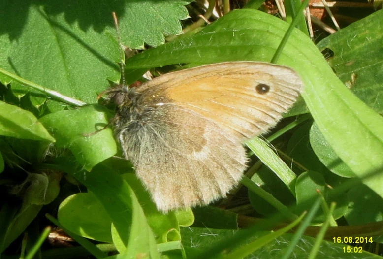 a large orange erfly sitting on top of green leaves
