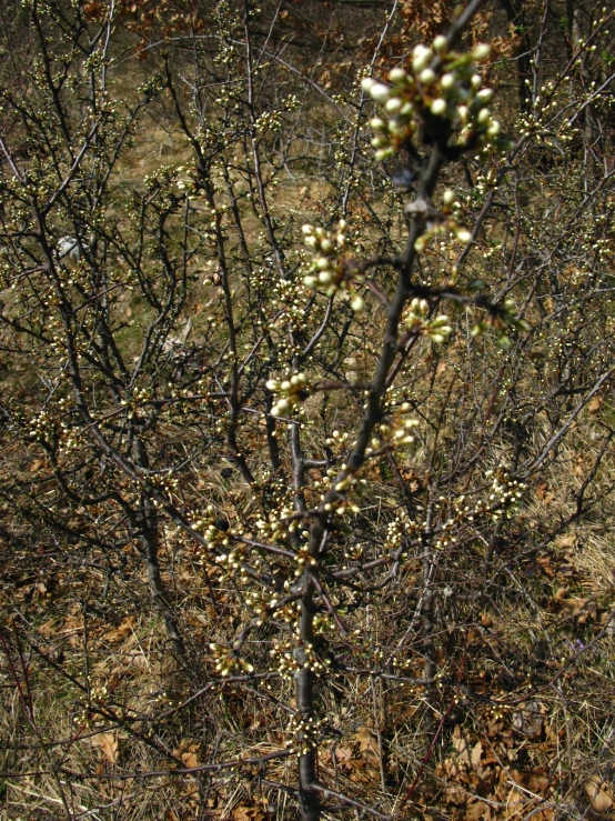 an area with grass and lots of little white flowers