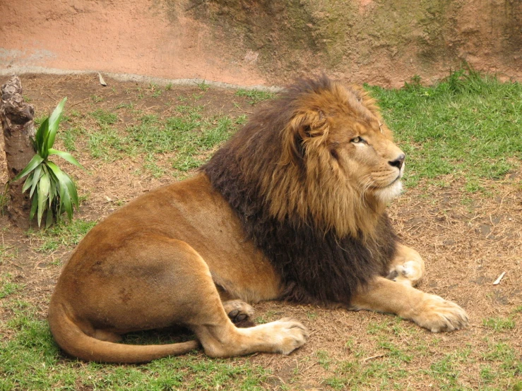 a large furry, maned lion resting on the ground