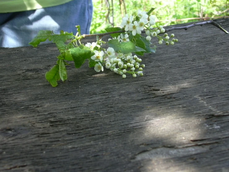 flowers on a table being worked on by someone