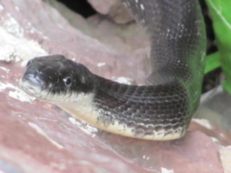 there is a gray and white snake on a rock