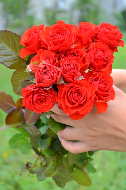 a bouquet of roses on the hand of someone