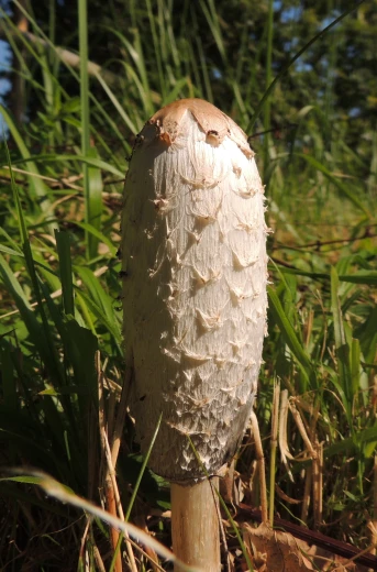 a mushroom on top of a tree stump