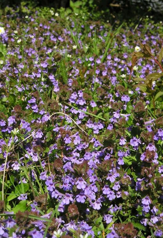 purple flowers that are in the grass