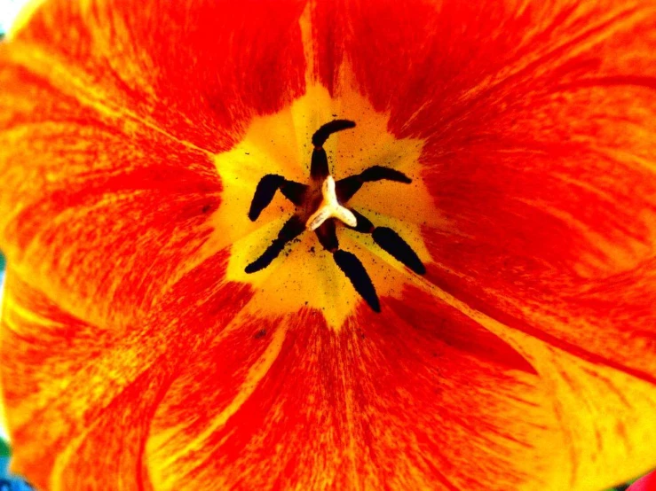 a red and yellow flower with a stem