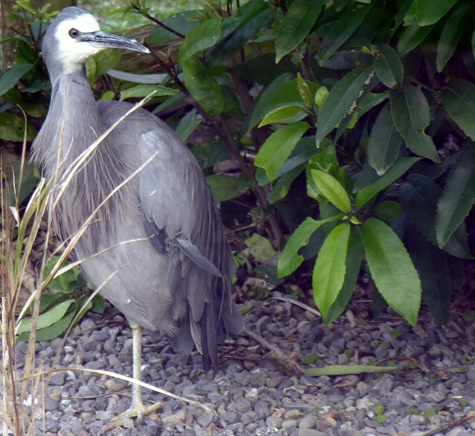 a bird standing on the gravel with plants