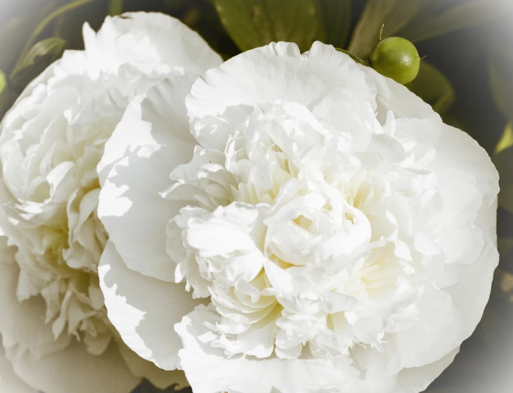 a closeup s of two white flowers