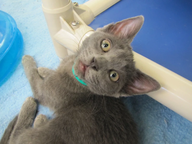 grey cat looking up at a toothbrush sitting next to its owner