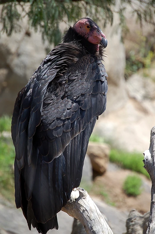 a large black bird with a red head sitting on a nch