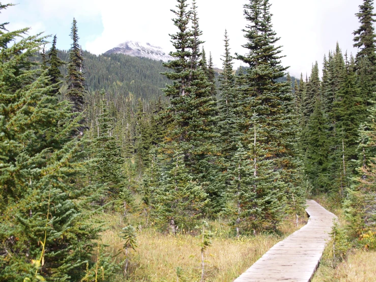 an image of a trail surrounded by trees