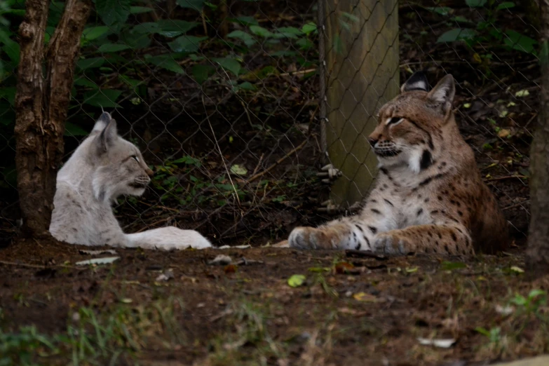 a small lynx and a big lynx playing in the woods