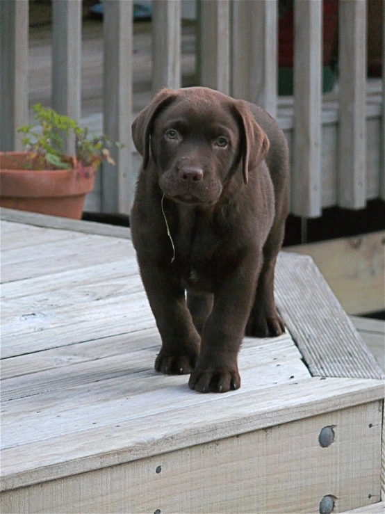 the dog is standing on a wooden step