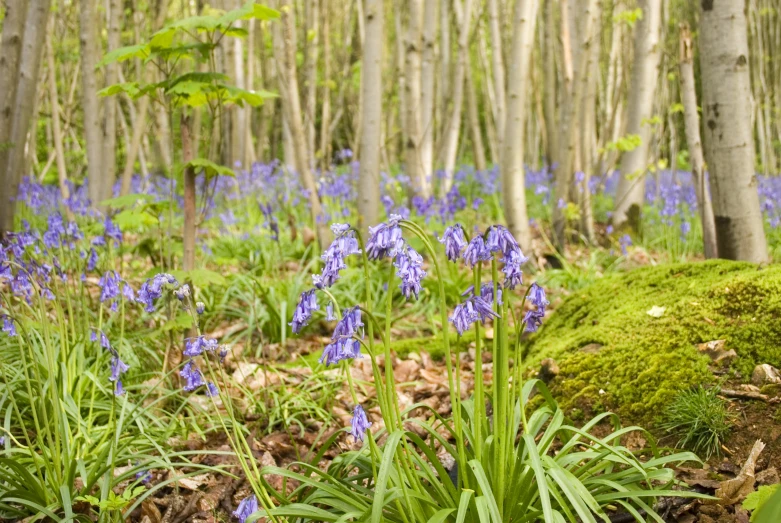 the woods are full of bluebells and green plants