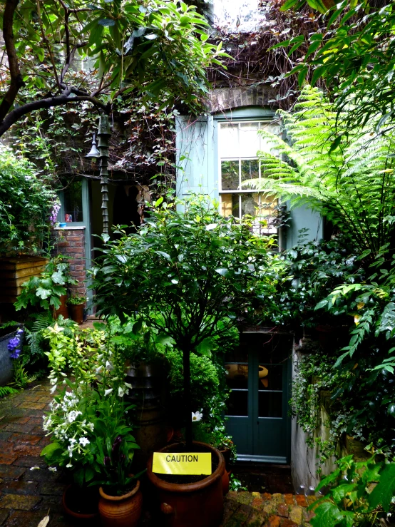 plants, plants and flowers in pots outside of a house