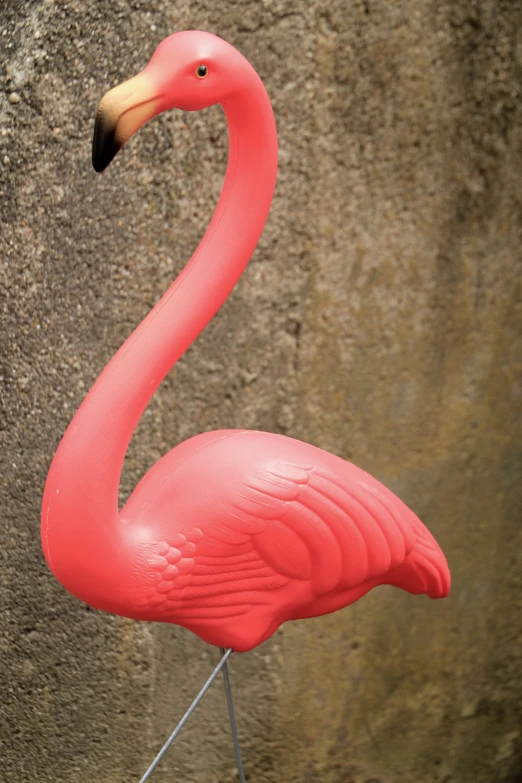 a pink flamingo bird stands near a wall
