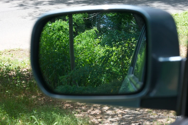 the rear view mirror reflects trees, shrubs and grass in it