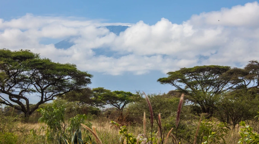 an elephant standing in a field near a tree line