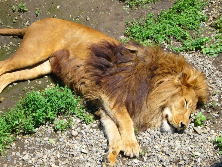 the large adult lion is laying on some rocks