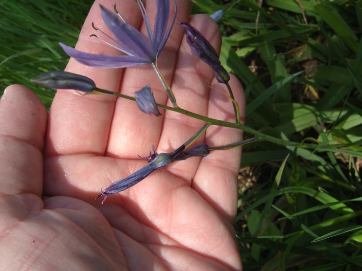 a close up of a hand holding a small flower