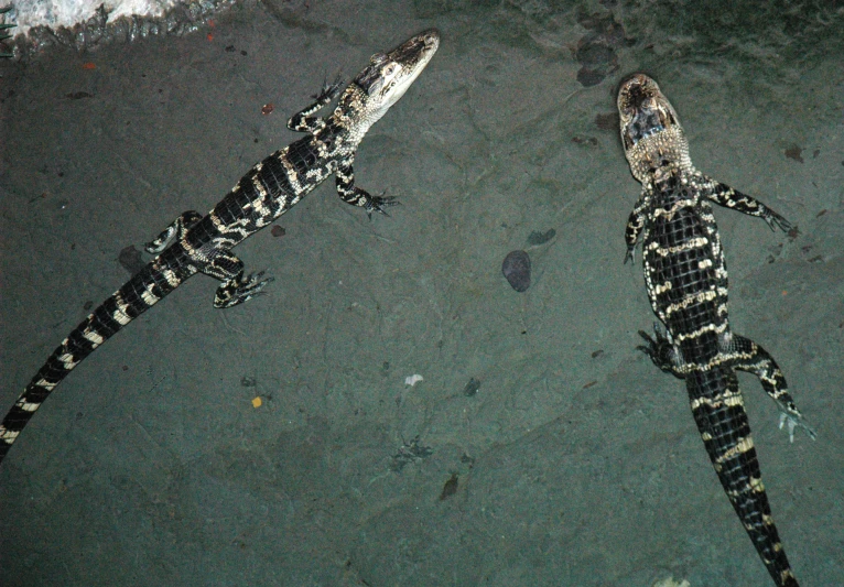 two alligators resting on the ground in front of one another