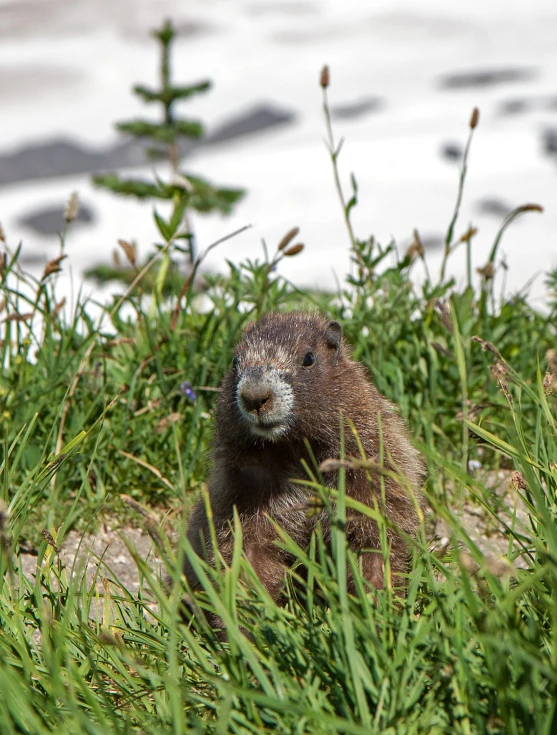 an otter hiding in the grass near the water