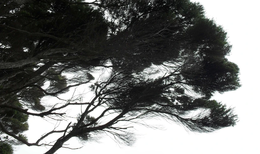 the view through nches of a pine tree