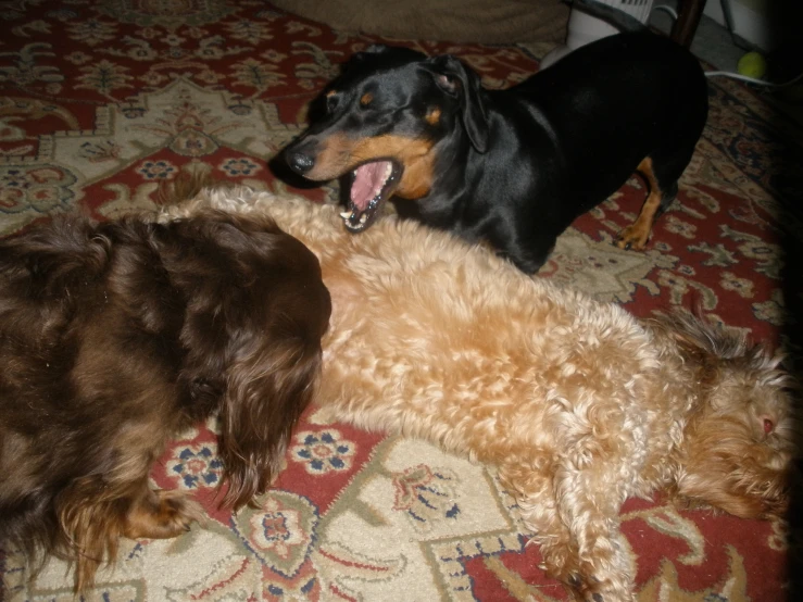 two dogs play with each other on the carpet