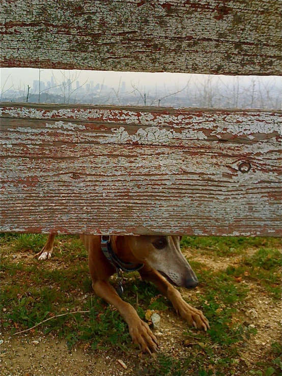a dog laying down under a wooden bench on a grass covered field