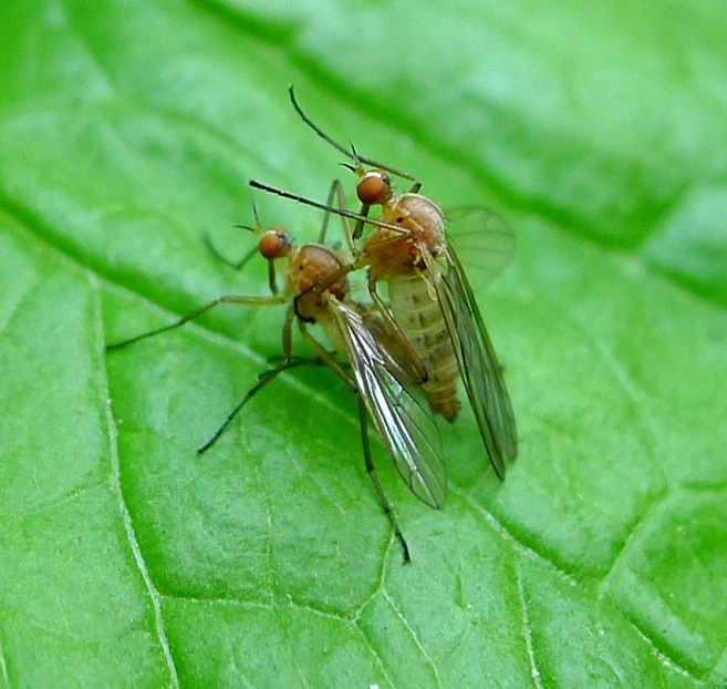 there are two insects on the green leaf