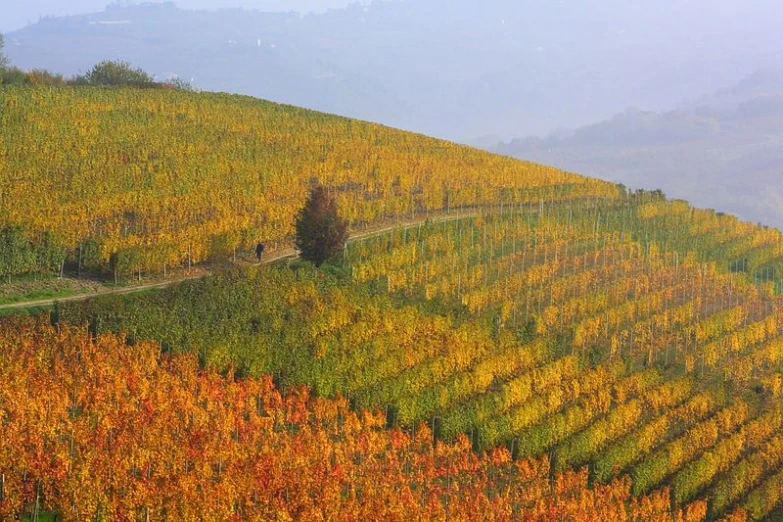 a very nice scenic view with some trees that are turning colors