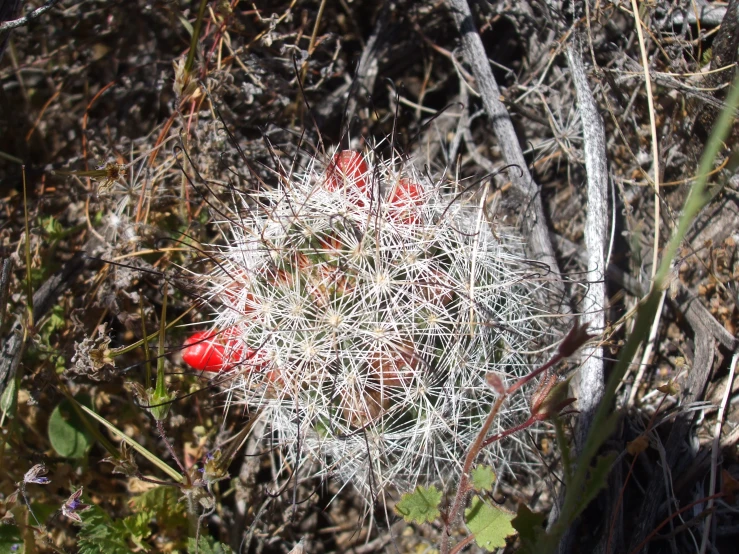 a cactus plant with a red dot in the middle of weeds