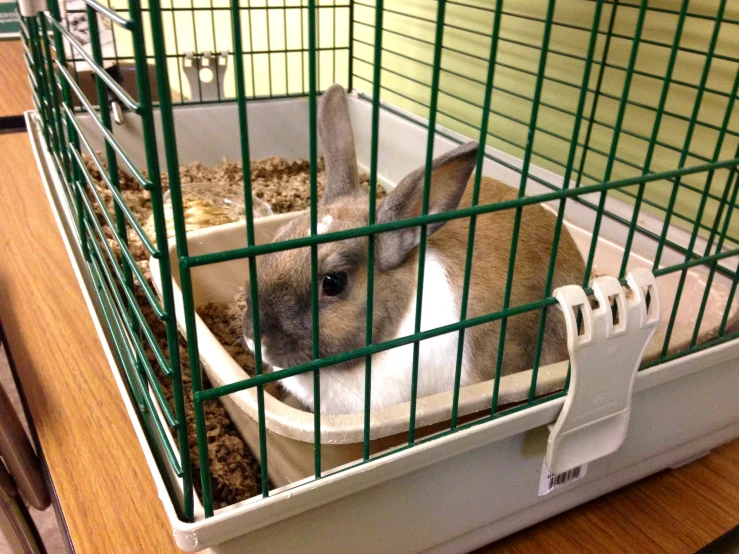 the rabbit in a cage is staring