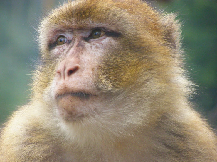 a close up view of a yellow monkey's face