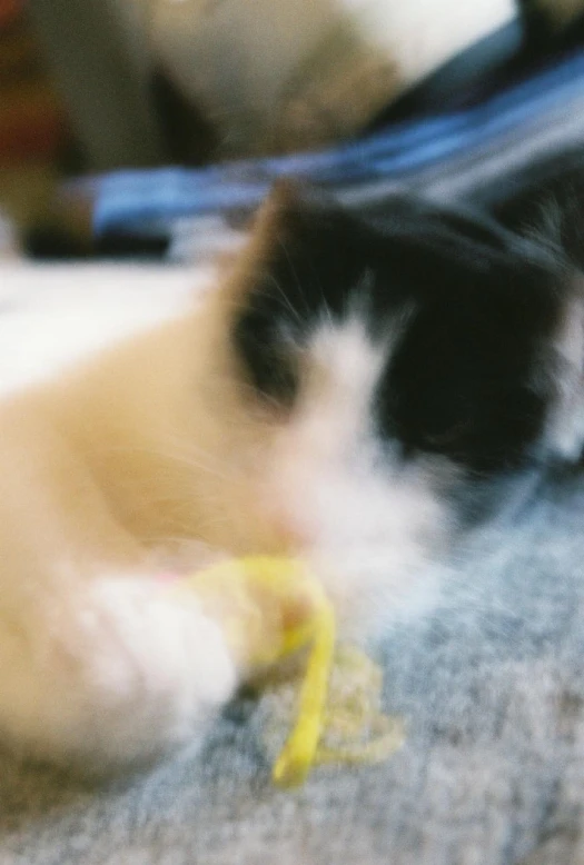 a small cat that is playing with a banana