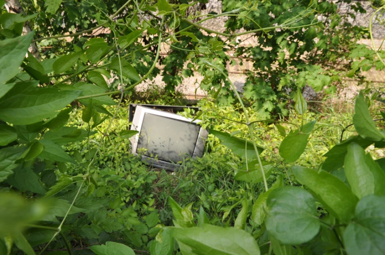 an old tv in the bushes