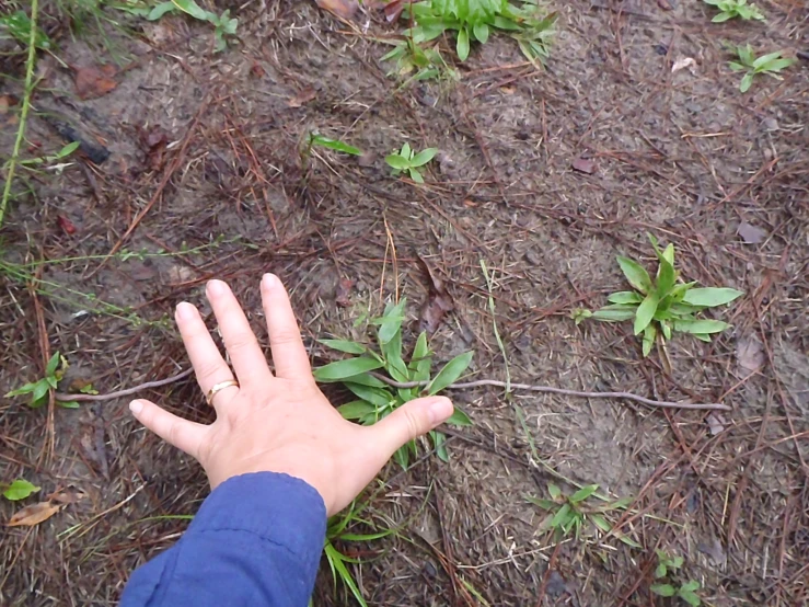 a person's hand is reaching for a plant