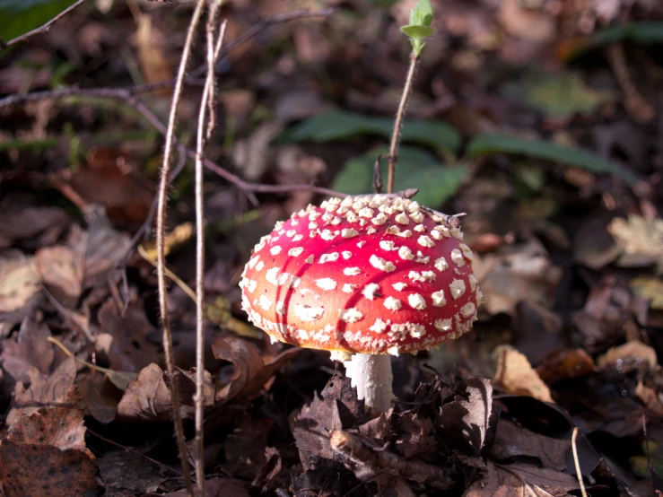 a mushroom on the ground near some dry leaves