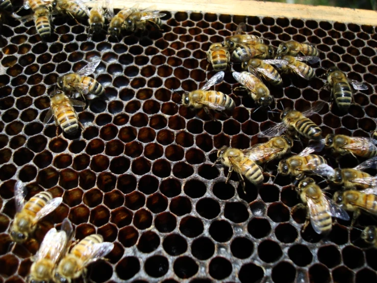 many bees in a honey comb and some being clustered together