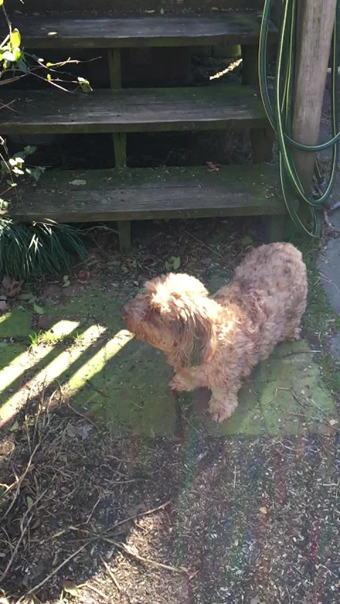 the little dog is sitting by the set of steps