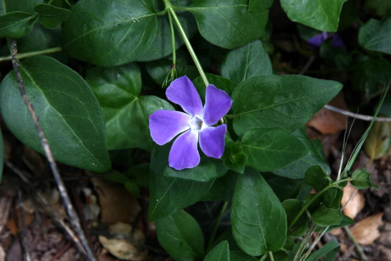 the flower is purple in color and is standing among green leaves