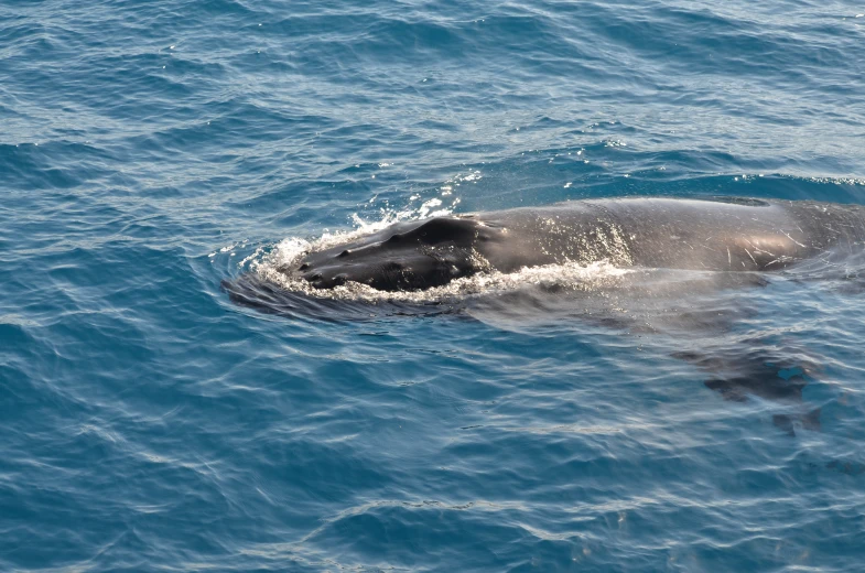 a grey animal floating in blue water next to land