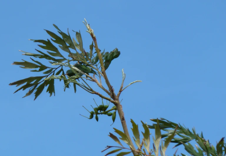 the nches of a tree with leaves and leaves not shown