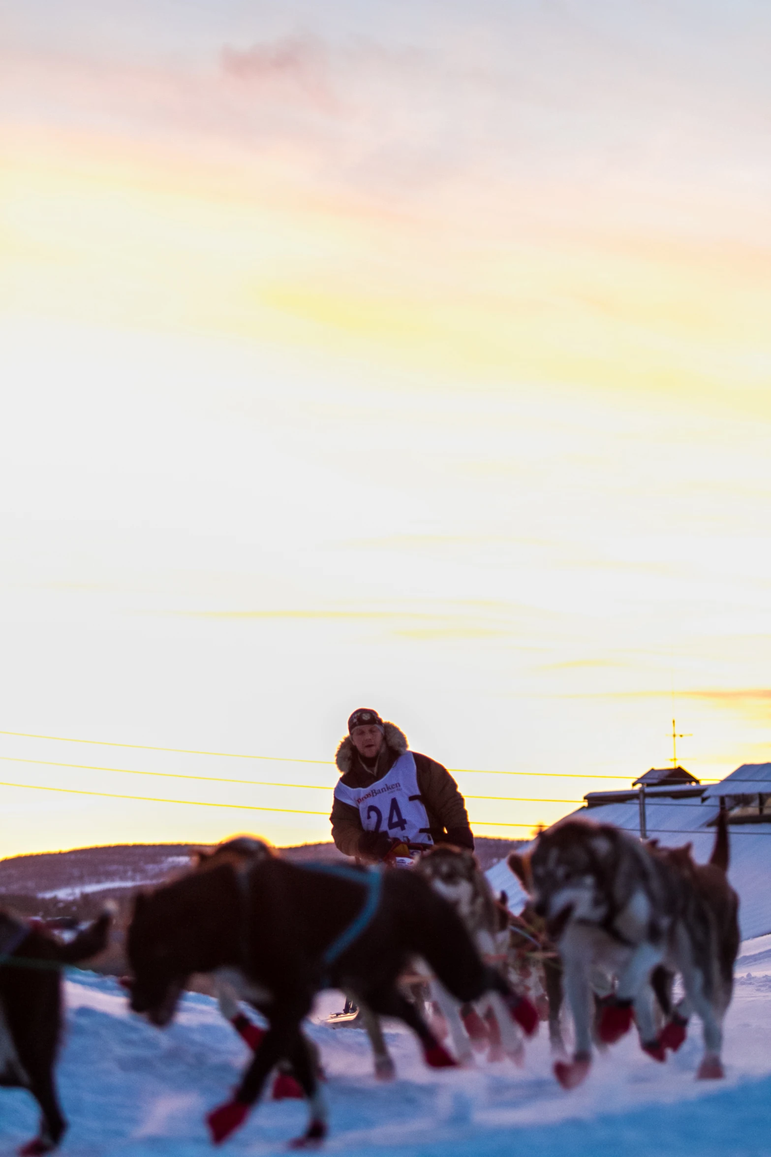 the husky dog team is led on their snowmobile