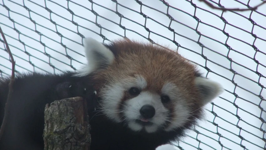 there is a red panda sitting on top of a tree