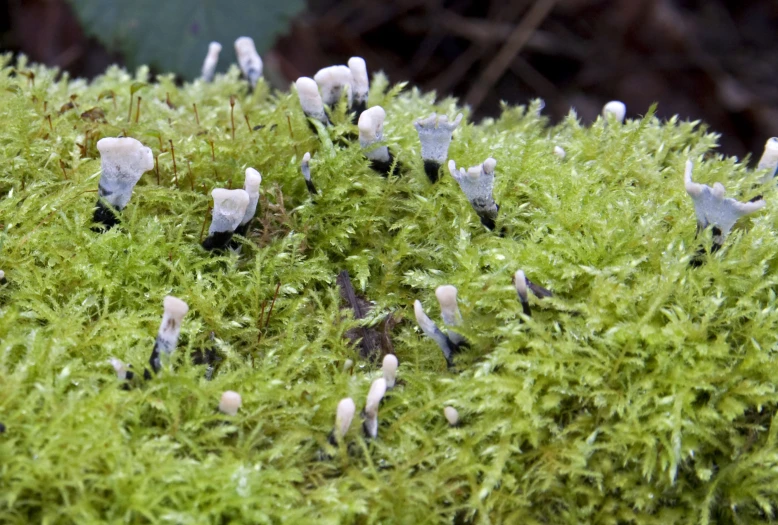 tiny moss grows on top of a leafy green tree