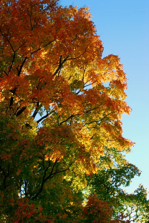 a tree with some green and orange leaves