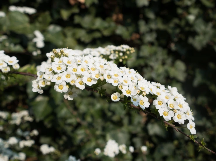 small white flowers in the foreground of a green area