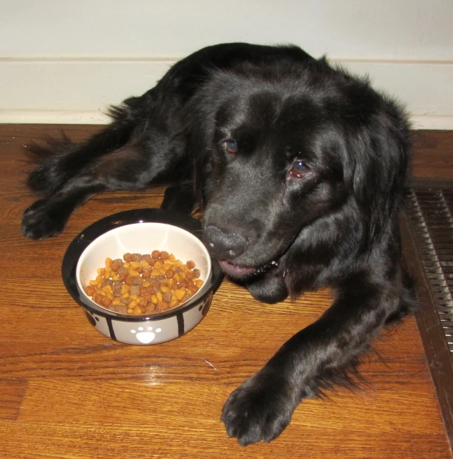 black lab in front of food dish with mouth open on wooden floor