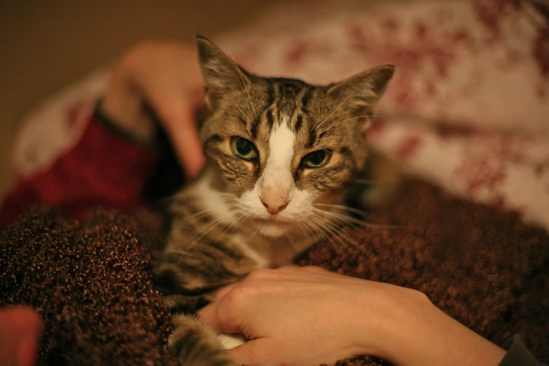 a person pets a cat while it rests on a blanket